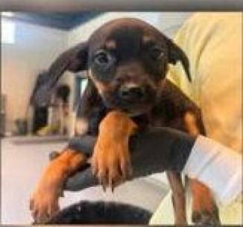 Beagle Dogs Available for Adoption in Newport, Kentucky - Kai | PetCurious