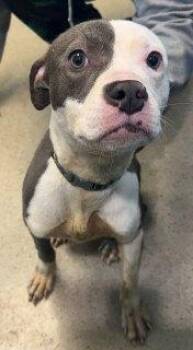 Zinnia (ID 52009) -  Pit Bull Terrier Dog for Adoption in Manassas, Virginia - Zinnia (ID 52009) | PetCurious
