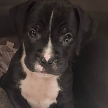 Rescue Pit Bull Terrier Dogs for Adoption in Galveston, Texas - Seth Meyers | PetCurious