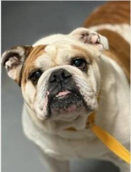 English Bulldog Dogs Available for Adoption in Ashland, Virginia - Snubbull | PetCurious