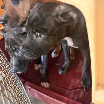 Snow -  Mixed Breed Dog for Adoption in Winston-salem, North Carolina - Snow | PetCurious