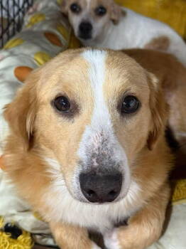 Rescue Mixed Breed Dogs for Adoption in New York, New York - Timber (AL) | PetCurious