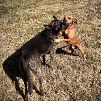 Dachshund and Mixed Breed Dogs Available for Adoption - Danny And Wally | PetCurious