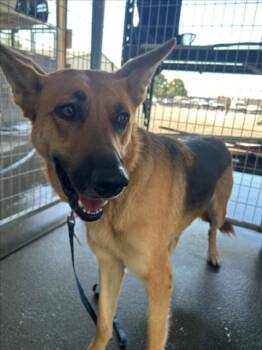Rescue German Shepherd Dog Dogs for Adoption in Woodland, California - LINDA | PetCurious