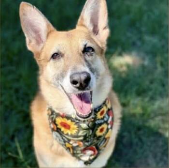 Rescue German Shepherd Dog Dogs for Adoption in Lucas, Texas - TEDDY GS | PetCurious