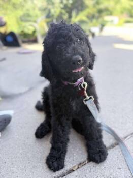 Alex Russo -  Poodle and Labrador Retriever Dog for Adoption in Grafton, Wisconsin - Alex Russo | PetCurious