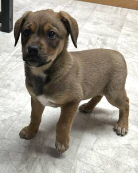Rescue Mixed Breed Dogs for Adoption in Neillsville, Wisconsin - Brittany | PetCurious