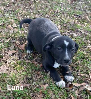 Beagle Dogs Available for Adoption - Luna | PetCurious