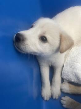 Rescue Mixed Breed Dogs for Adoption in Dallas, Texas - PATCH | PetCurious