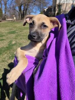 Mixed Breed Dogs Available for Adoption - Sassy | PetCurious