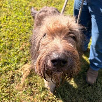 Angus -  Old English Sheepdog and Poodle Dog for Adoption in Franklin, North Carolina - Angus | PetCurious