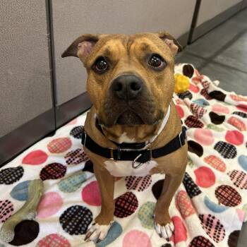 Mixed Breed Dogs Available for Adoption in Pittsburgh, Pennsylvania - Barbara | PetCurious