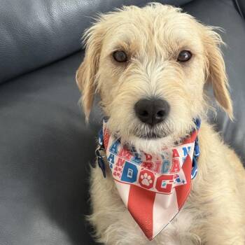 Lizzie -  Wirehaired Terrier and Mixed Breed Dog for Adoption in Potomac, Maryland - Lizzie | PetCurious