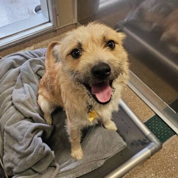 Rescue Mixed Breed Dogs for Adoption in Sonoma, California - Tony | PetCurious