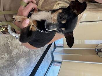 Chihuahua Dogs Available for Adoption in Garland, Texas - Simba | PetCurious