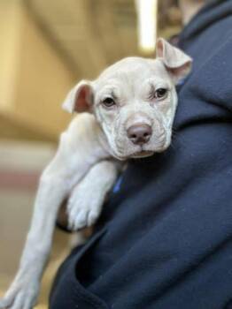 Mixed Breed Dogs Available for Adoption in Munster, Indiana - Gladys | PetCurious