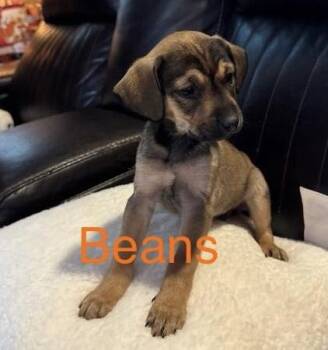 Rescue German Shepherd Dog Dogs for Adoption in Homewood, Illinois - Beans | PetCurious