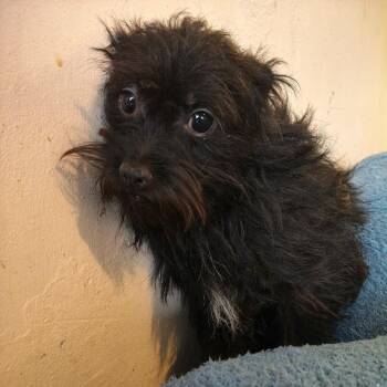 Poodle and Havanese Dogs Available for Adoption in San Diego, California - PRECIOUS | PetCurious