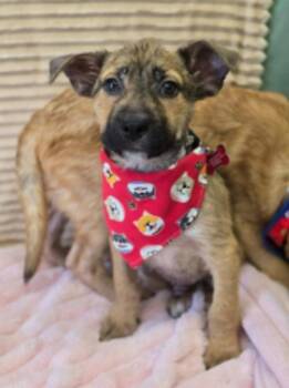 Shepherd Dogs Available for Adoption - Ryker | PetCurious