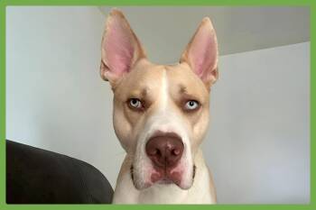 Ozzy -  Siberian Husky and Pit Bull Terrier Dog for Adoption in Amherst, Massachusetts - Ozzy | PetCurious