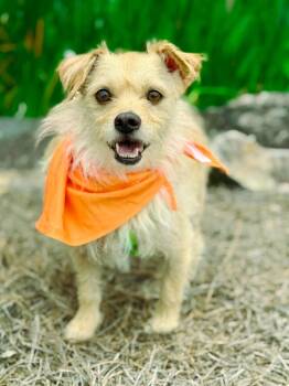 Rescue Terrier and Mixed Breed Dogs for Adoption in Macon, Georgia - Winston | PetCurious