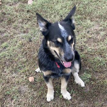 Rescue Mixed Breed and Australian Shepherd Dogs for Adoption in St. Peters, Missouri - Axel | PetCurious