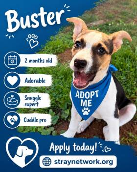 Labrador Retriever Dogs Available for Adoption in Hatfield, Pennsylvania - Buster | PetCurious