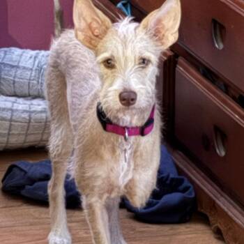 Rescue Portuguese Podengo and Terrier Dogs for Adoption in Williamsburg, Ontario - Shana | PetCurious