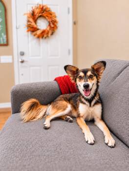 Bones -  Corgi and Border Collie Dog for Adoption in Goodyear, Arizona - Bones | PetCurious