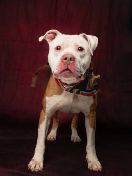 Rescue Pit Bull Terrier and Mixed Breed Dogs for Adoption in Atlanta, Georgia - Ferragamo | PetCurious