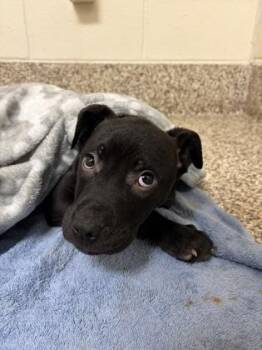 Pit Bull Terrier and Mixed Breed Dogs Available for Adoption in Westland, Michigan - Fred | PetCurious