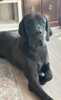 Great Dane Dogs Available for Adoption in Pine Beach, New Jersey - Capt. Jack - Courtesy Listing | PetCurious