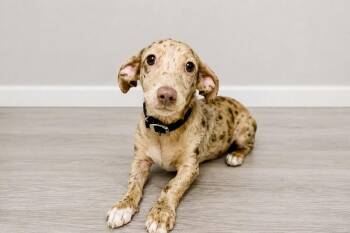 Limo -  Dachshund Dog for Adoption in Maryville, Tennessee - Limo | PetCurious