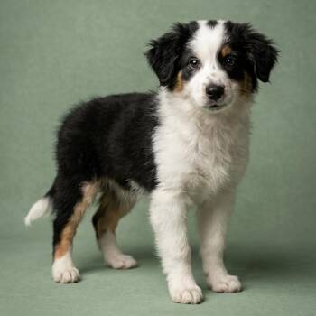 Australian Shepherd and Australian Cattle Dog Blue Heeler Dogs Available for Adoption - Drako | PetCurious