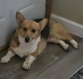 Mixed Breed Dogs Available for Adoption - Merida | PetCurious