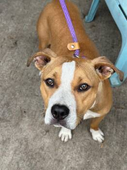 Corky -  Pit Bull Terrier Dog for Adoption in Chicago, Illinois - Corky | PetCurious