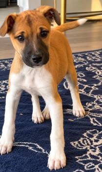 Cyrus -  Jack Russell Terrier Dog for Adoption in Longmont, Colorado - Cyrus | PetCurious