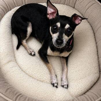 Tika -  Chihuahua Dog for Adoption in Asher, Oklahoma - Tika | PetCurious