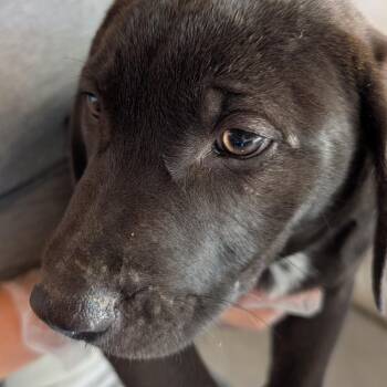 Mixed Breed Dogs Available for Adoption - Dodge | PetCurious