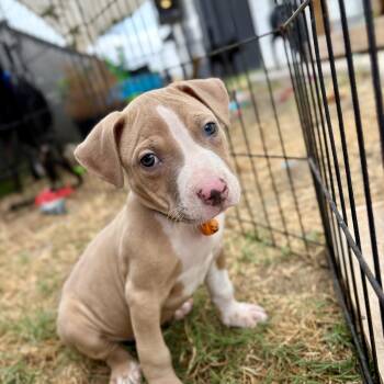 Biscuit -  Pit Bull Terrier Dog for Adoption in Martinez, California - Biscuit | PetCurious