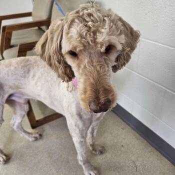 Standard Poodle and Golden Retriever Dogs Available for Adoption in Evansville, Indiana - Sam | PetCurious