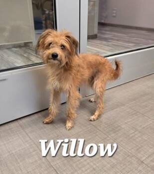 Willow Yrly 301 -  Terrier Dog for Adoption in Sidney, Ohio - Willow Yrly 301 | PetCurious
