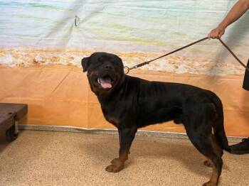 ROCCO -  Rottweiler Dog for Adoption in Doral, Florida - ROCCO | PetCurious