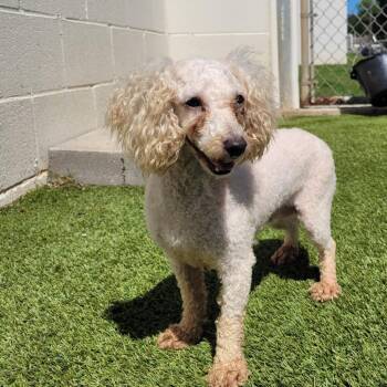 Gia 2250 -  Poodle and None Dog for Adoption in Loxahatchee Groves, Florida - Gia 2250 | PetCurious