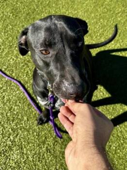 Mixed Breed Dogs Available for Adoption in Wichita, Kansas - Scar Face | PetCurious