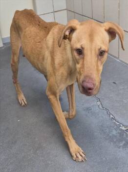 MAYZE -  Black Mouth Cur and Mixed Breed Dog for Adoption in Corpus Christi, Texas - MAYZE | PetCurious