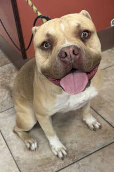 Rescue Mixed Breed Dogs for Adoption in Cincinnati, Ohio - Junji | PetCurious