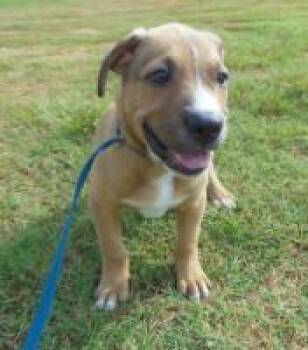Cody -  Mixed Breed Dog for Adoption in West Chester, Pennsylvania - Cody | PetCurious