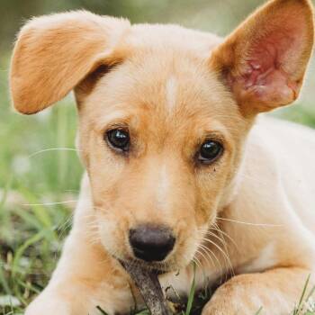 Asparagus -  German Shepherd Dog and Mixed Breed Dog for Adoption in Tomah, Wisconsin - Asparagus | PetCurious