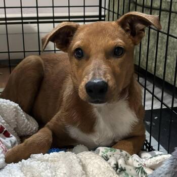 Rescue Shepherd Dogs for Adoption in Blacksburg, Virginia - Jasper | PetCurious